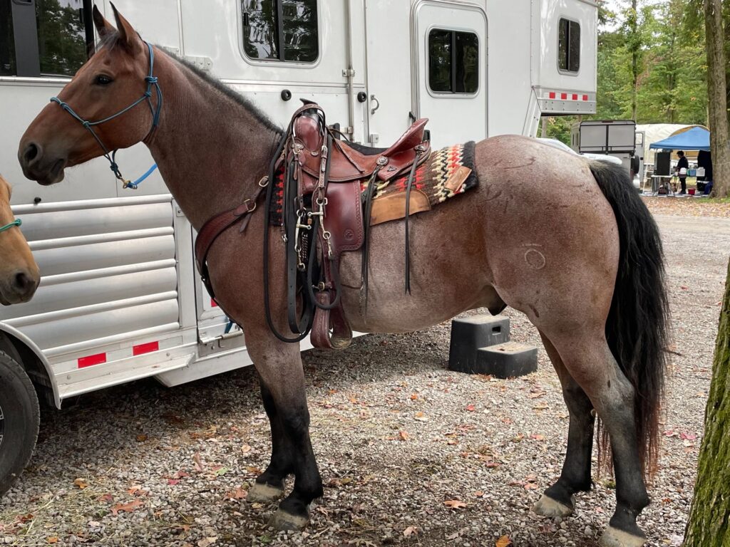 saddled horse in front of trailer